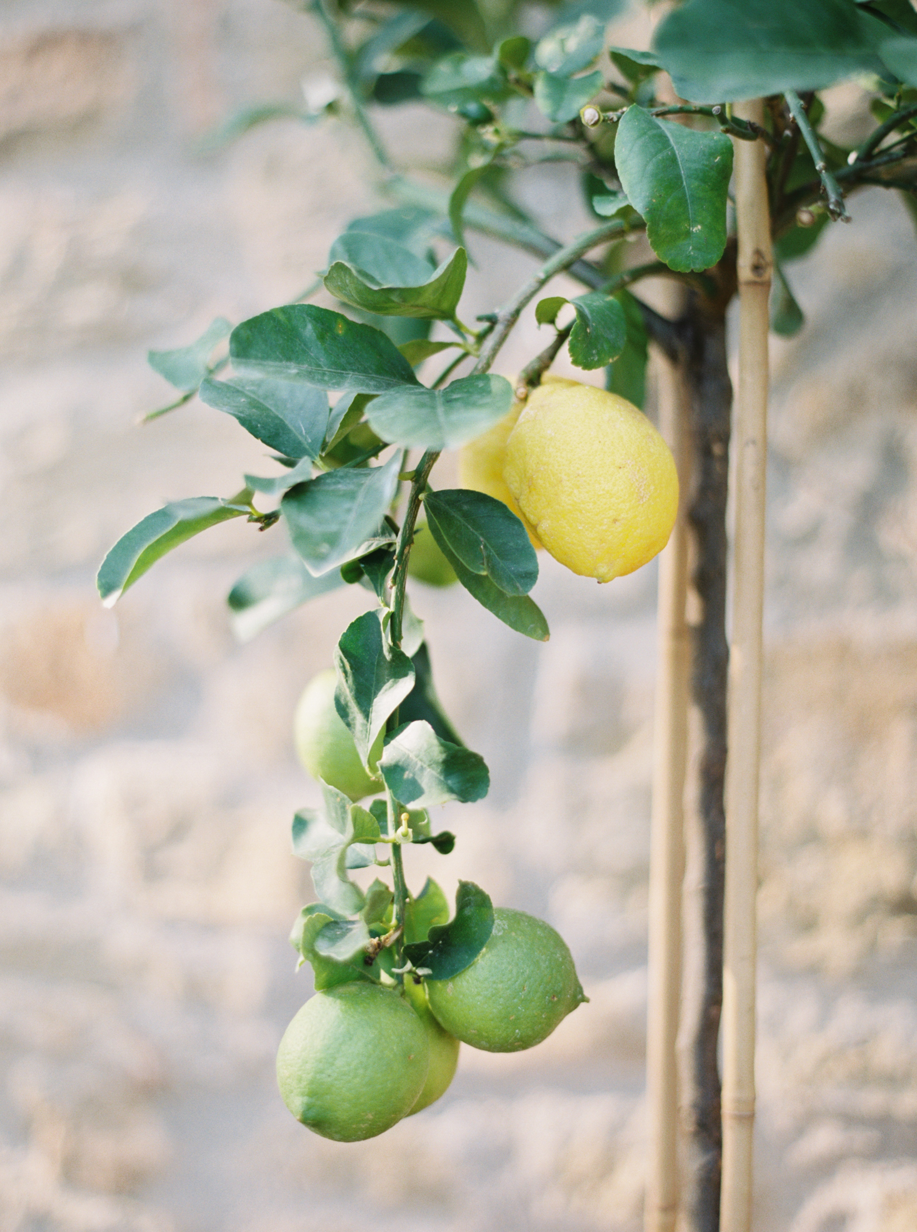 Fresh-Greens_Social-Squares_Styled-Stock_01292