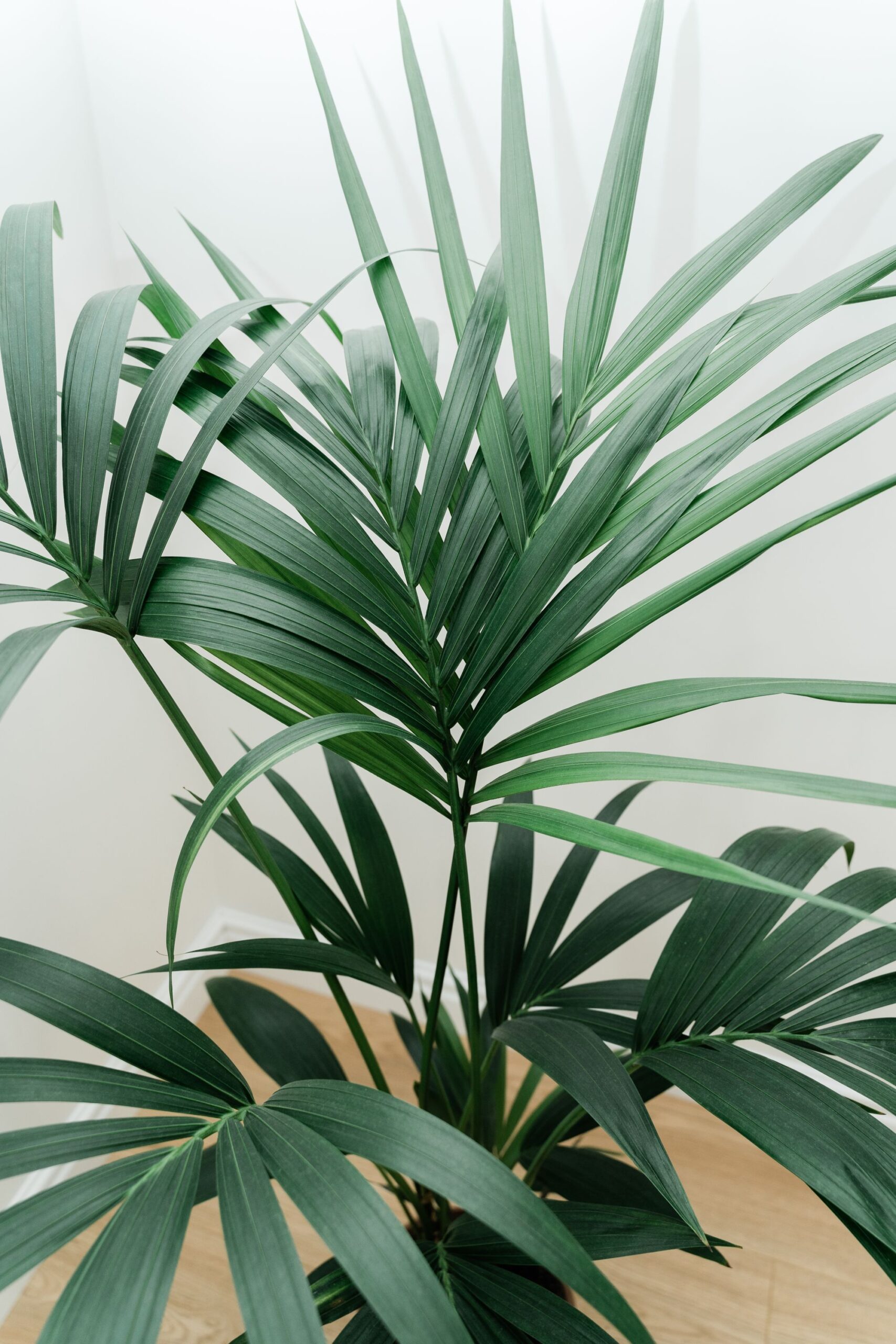 dracaena-palm-white-background-with-new-leaf-home-gardening-concept-lush