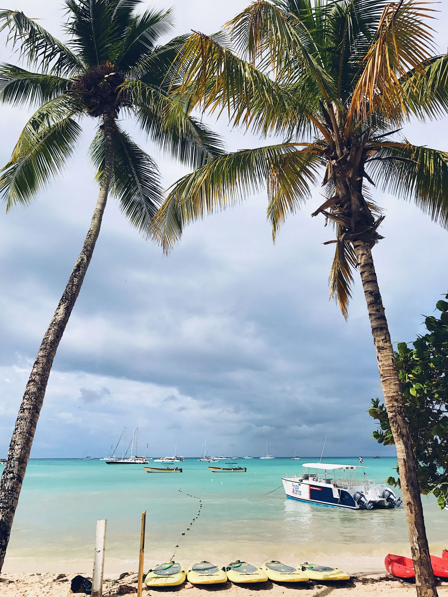 tall-palms-raise-cloudy-sky-beach-dominican-republic