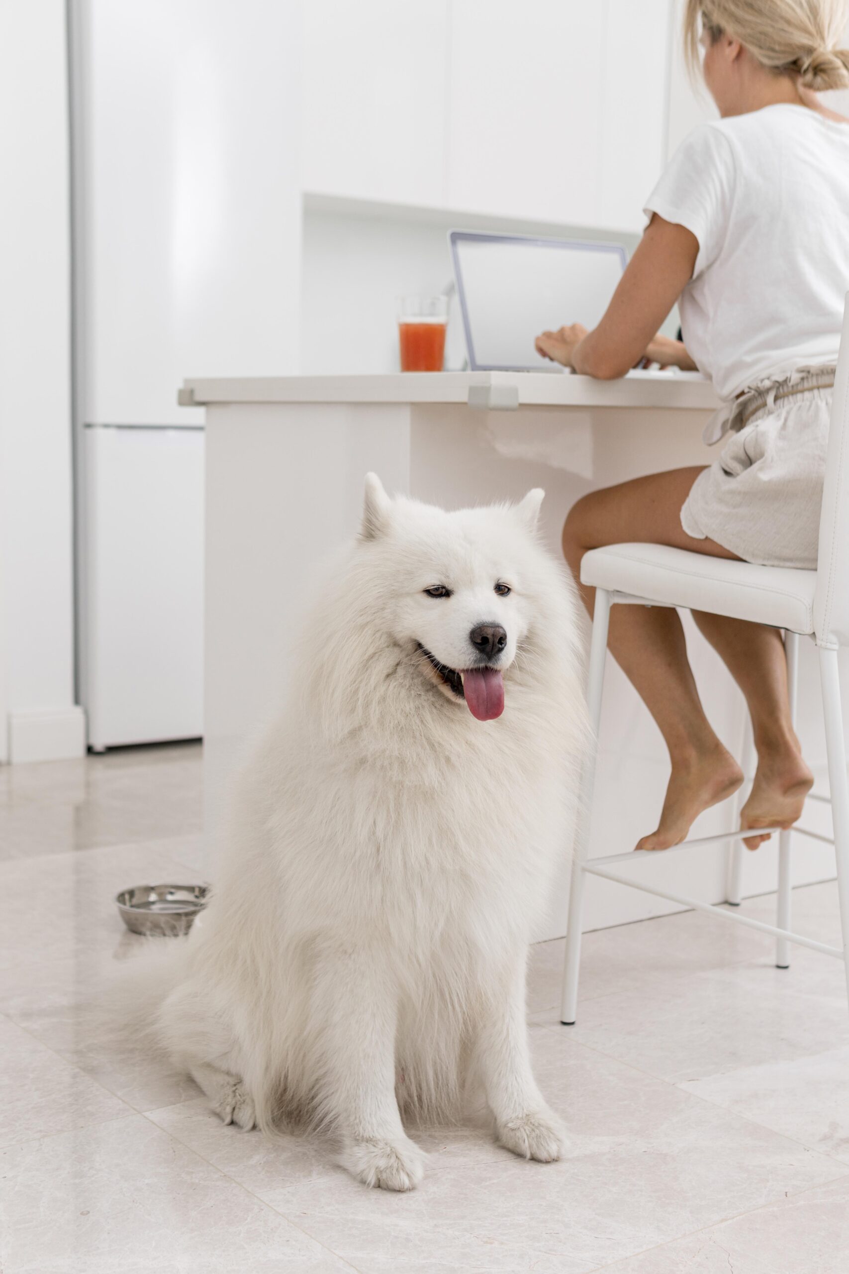 the-dog